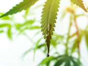 Full Spectrum Vs. Broad Spectrum Vs. CBD Isolate: Which Is Right For You - TruHarvest Farms