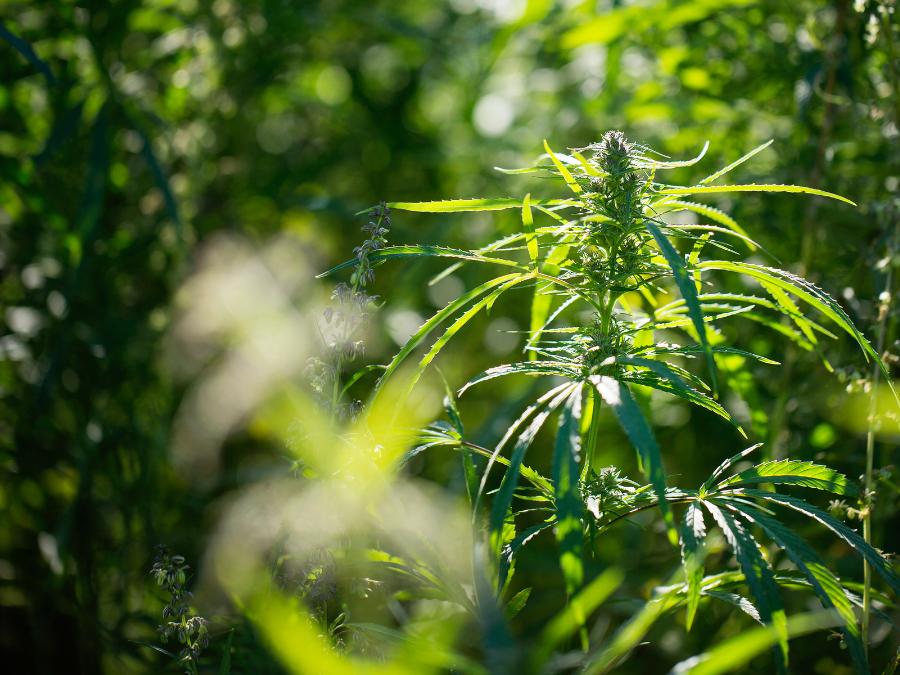 Hemp In Holistic Health - TruHarvest Farms