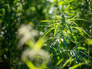 Hemp In Holistic Health - TruHarvest Farms