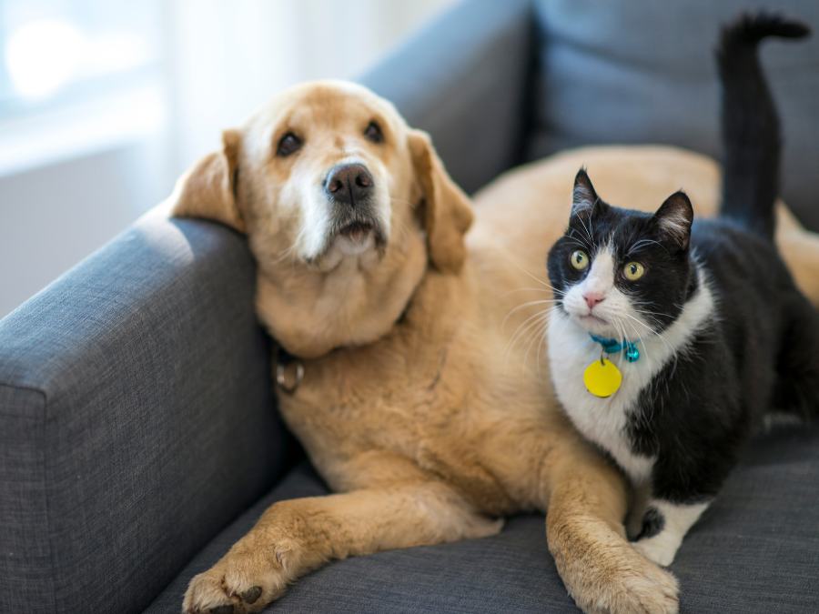 Pawfectly Pet-friendly: A Guide To The Different Types Of CBD For Your Furry Companion - TruHarvest Farms