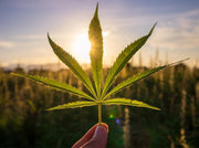 The Story Of Hemp - Then And Now - TruHarvest Farms