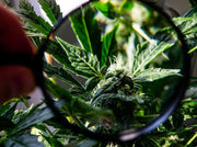 Understanding The Difference Between CBD And THC - TruHarvest Farms